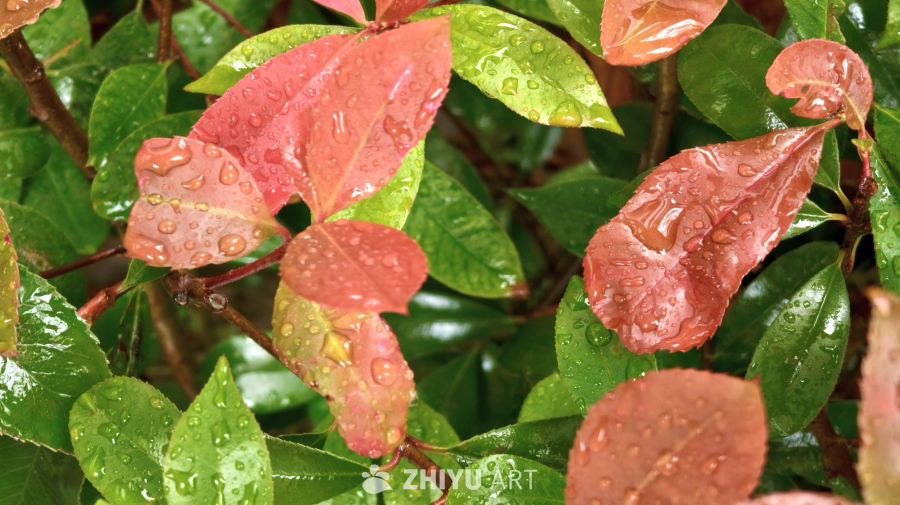 雨后红绿渐变叶片