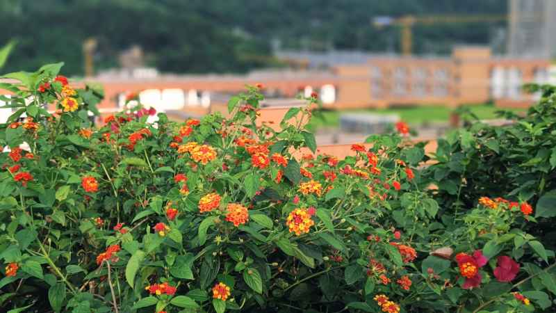 小红花