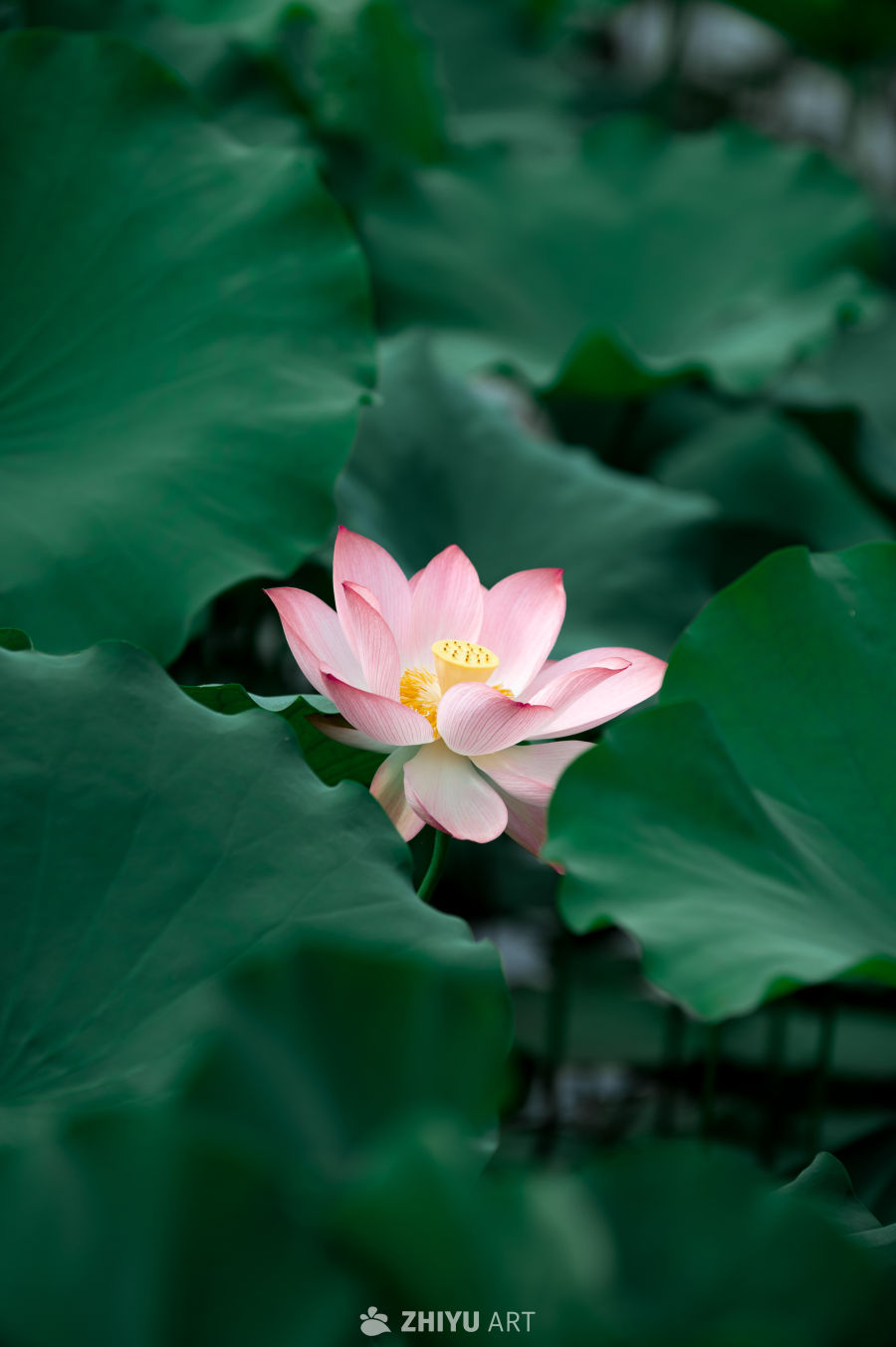 荷花 5
