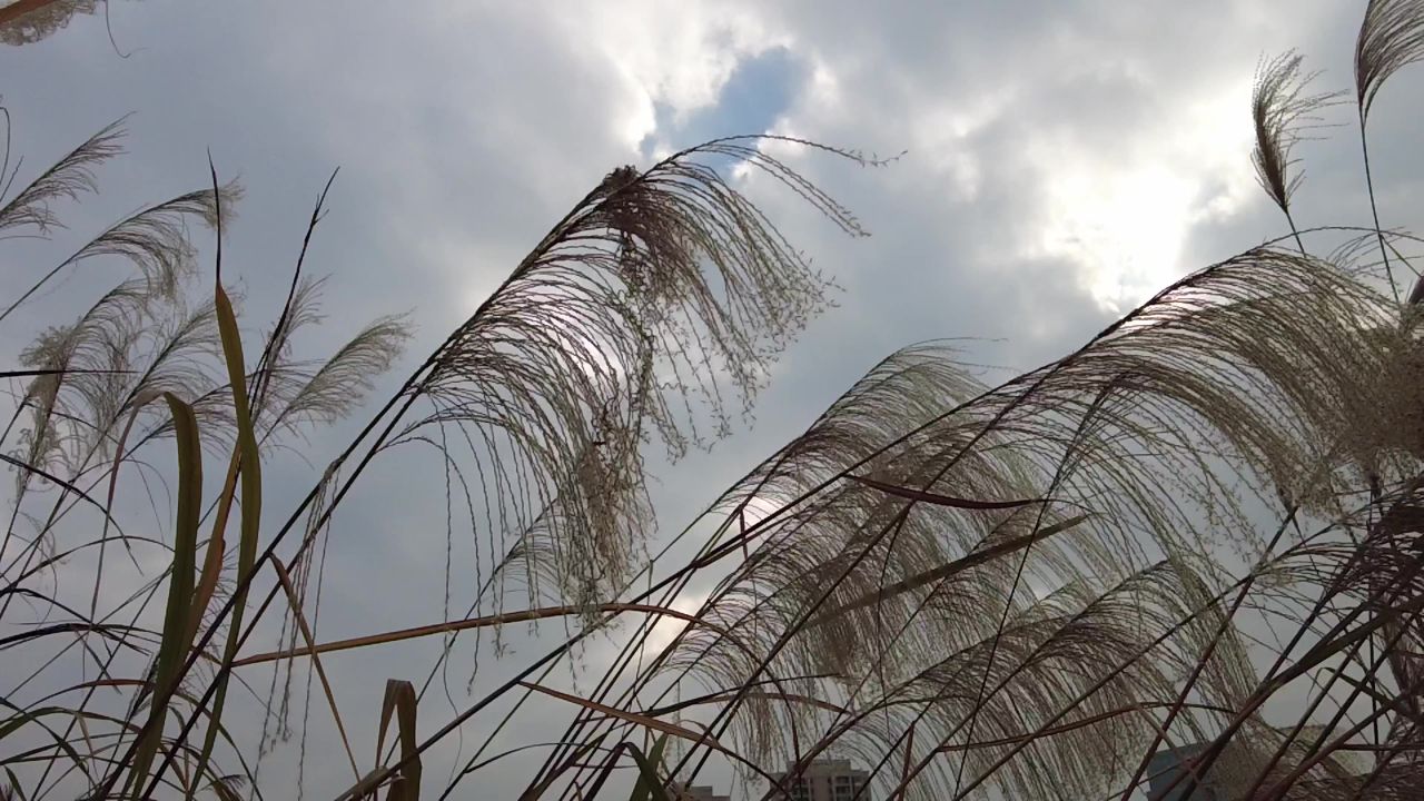 枯萎 芦苇 植物 实拍