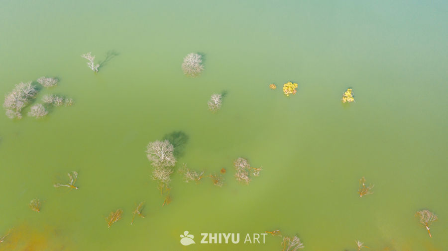 淹没的森林