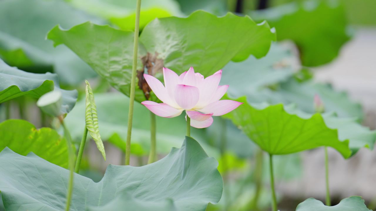 荷花02511744