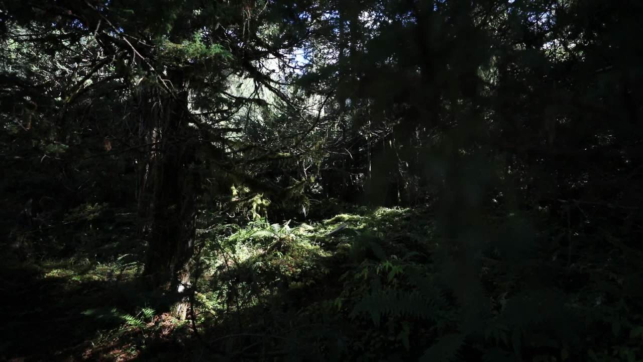 高原雨林苔藓