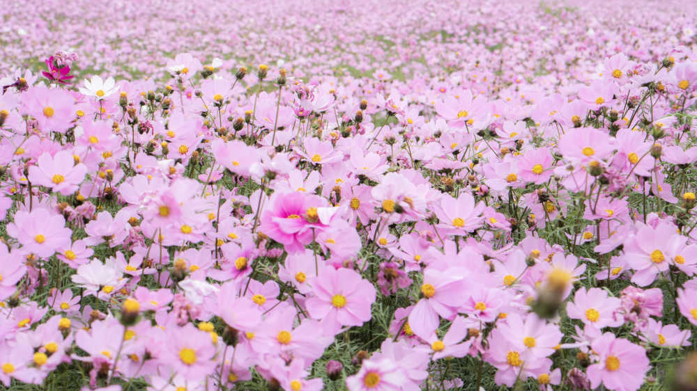 花海