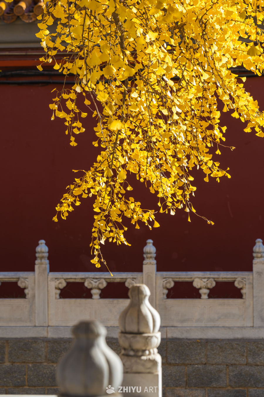 北京中山公园银杏