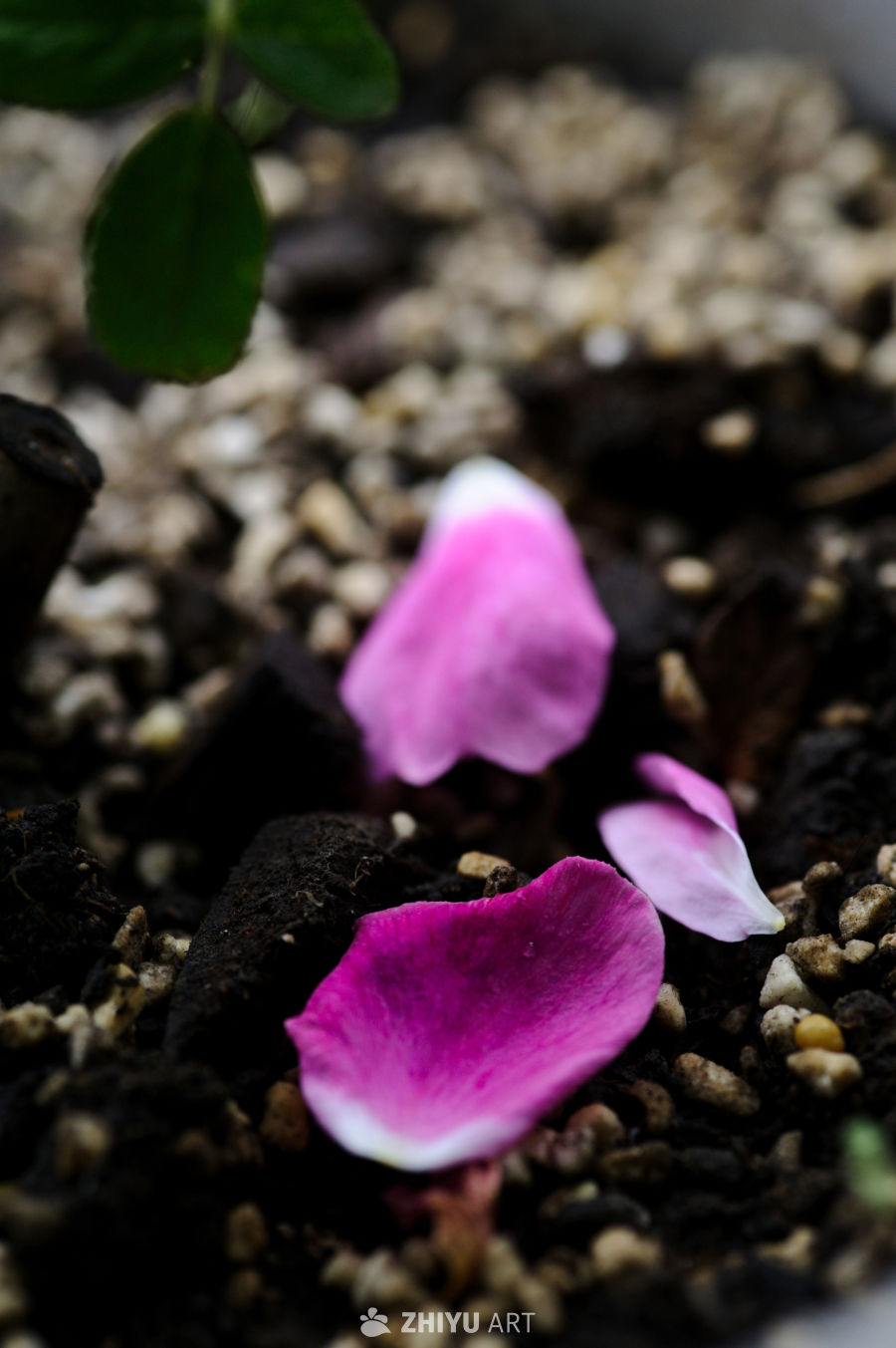 玫瑰花 4
