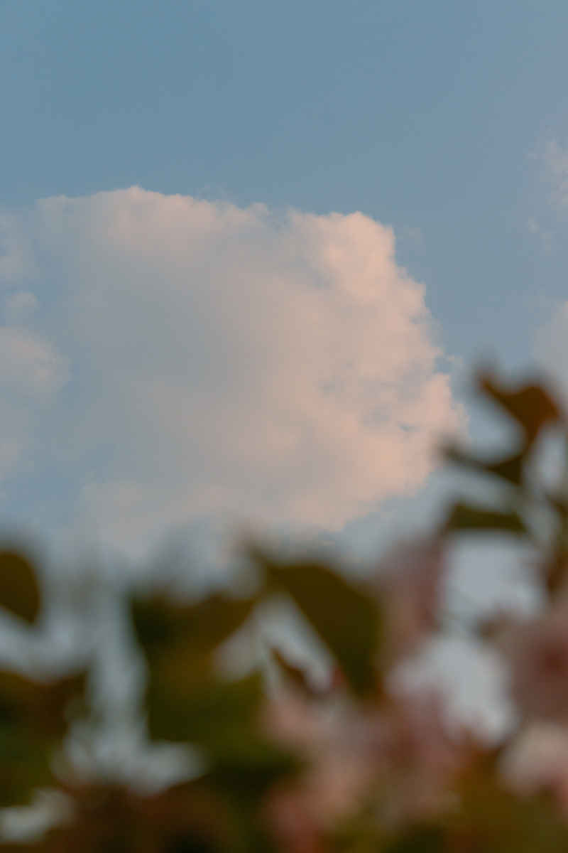 柔云叶影