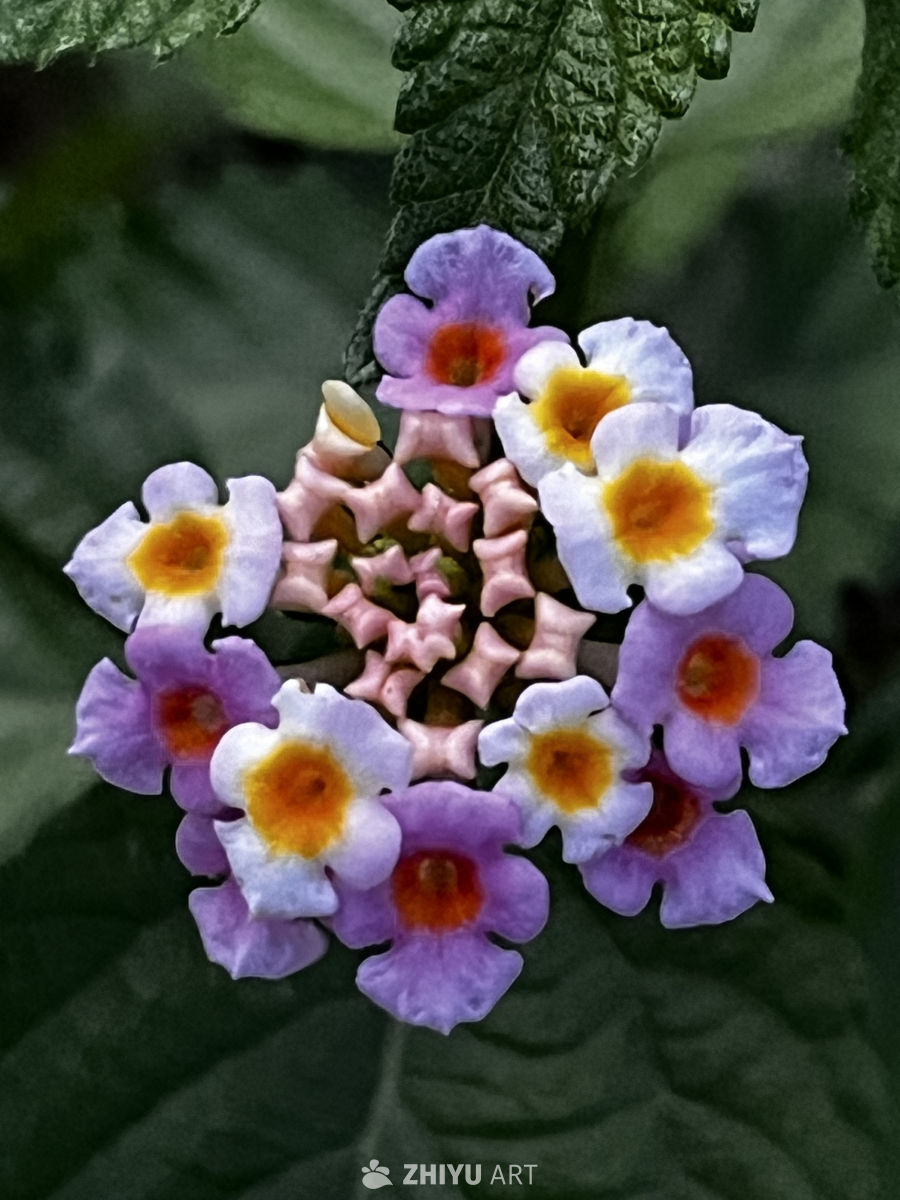 紫色花簇绽放