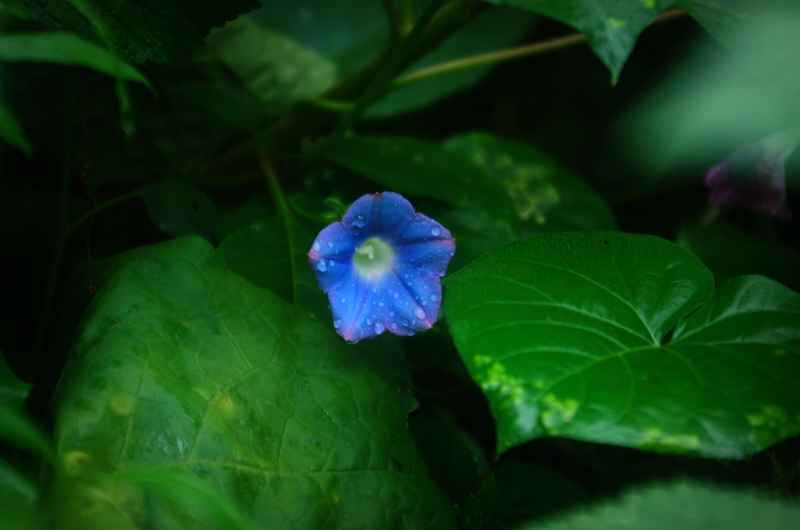 雨后牵牛花
