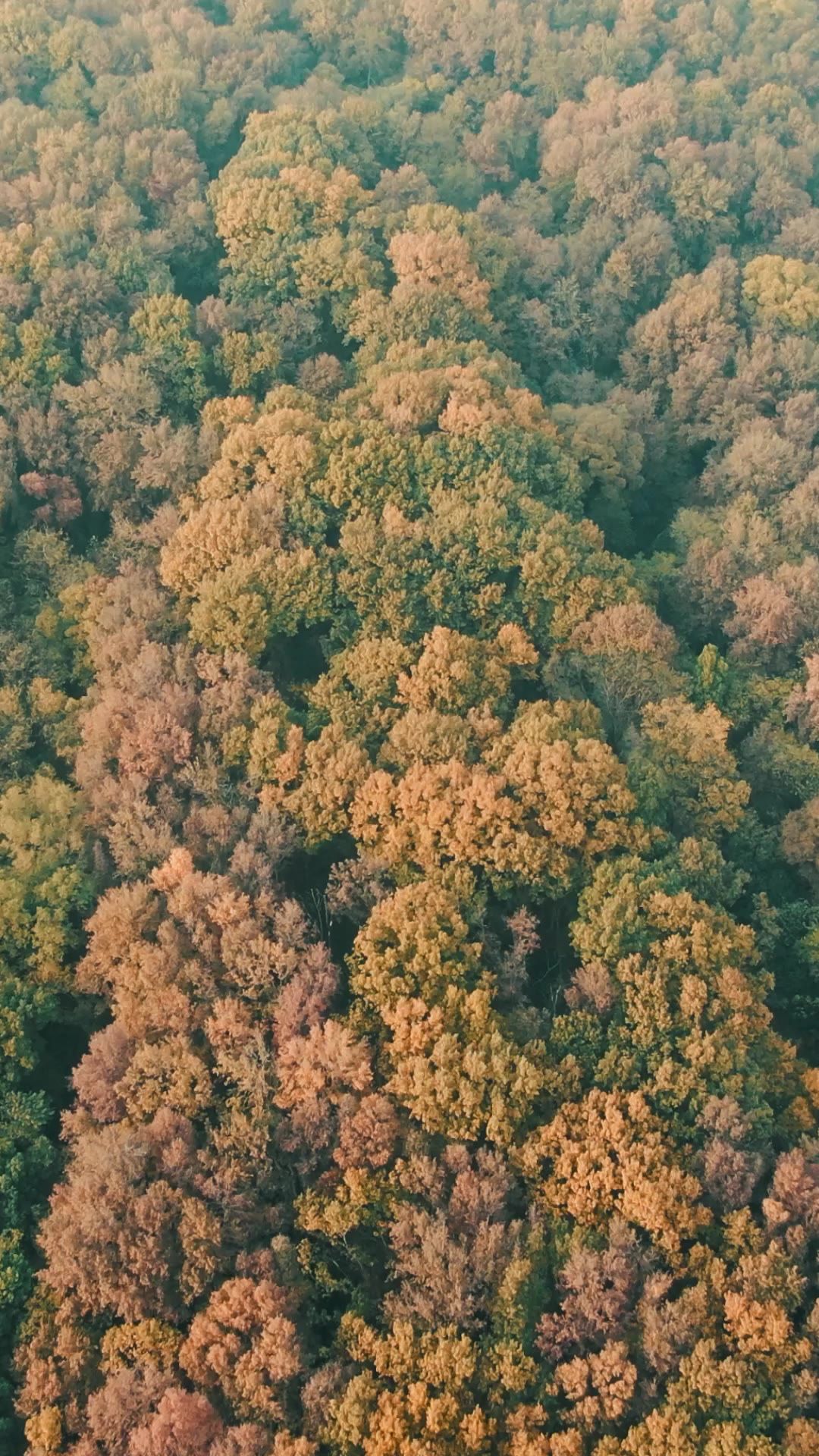 航拍南京钟山秋天竖屏