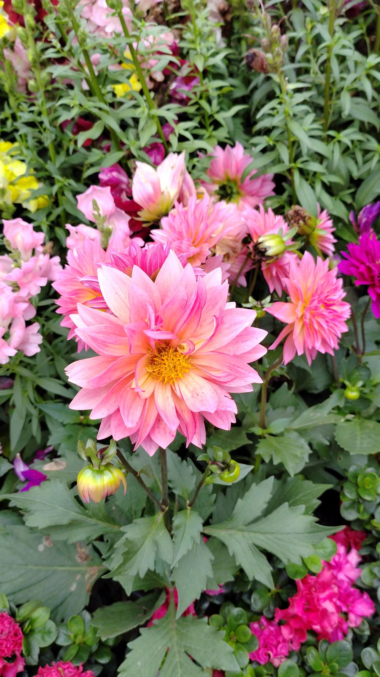 花花