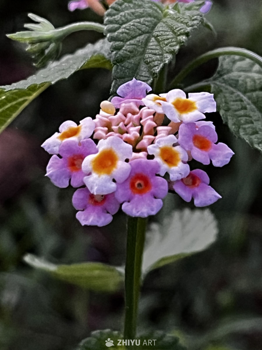 紫色小花的静谧之美