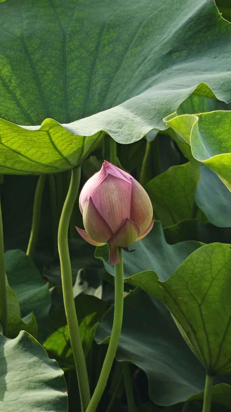 荷花 5