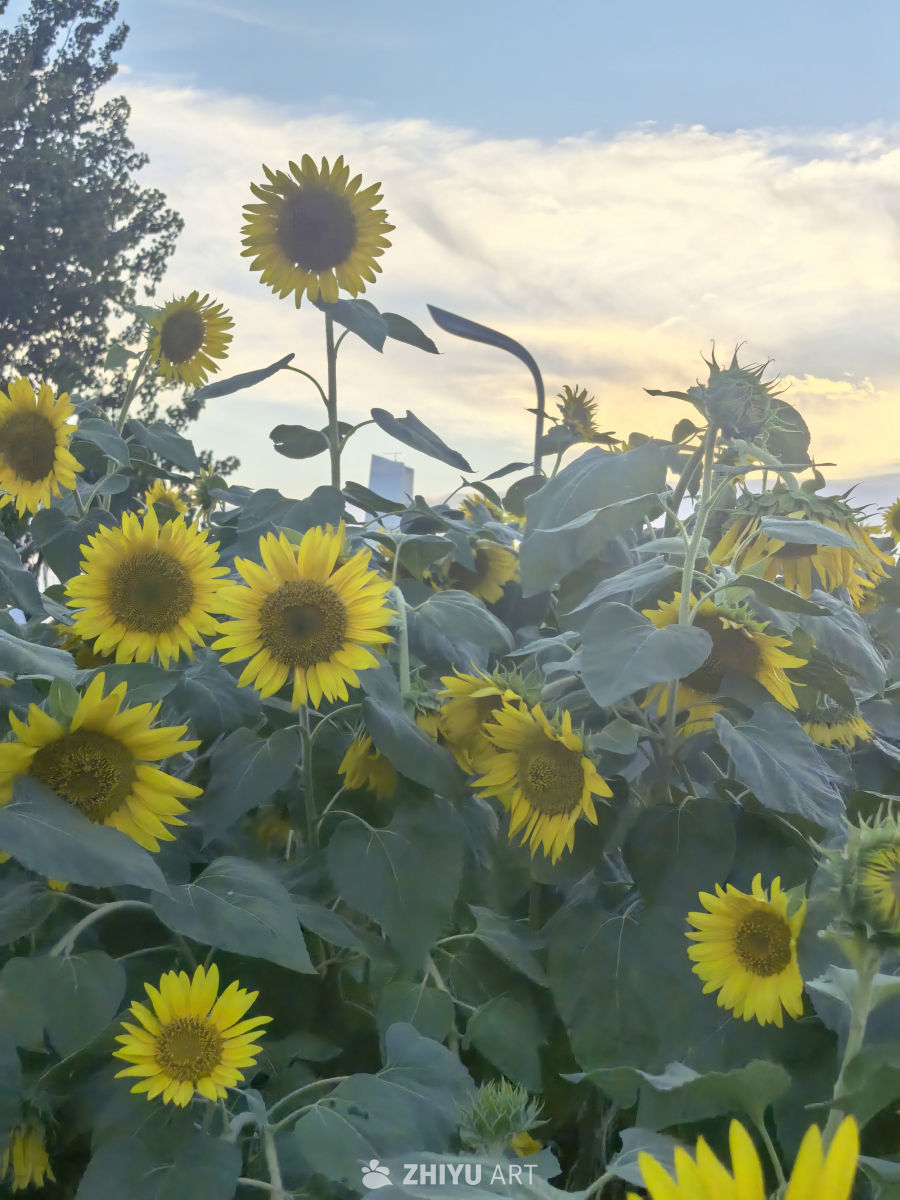 愿我们像向日葵一样，永远阳光明亮✨