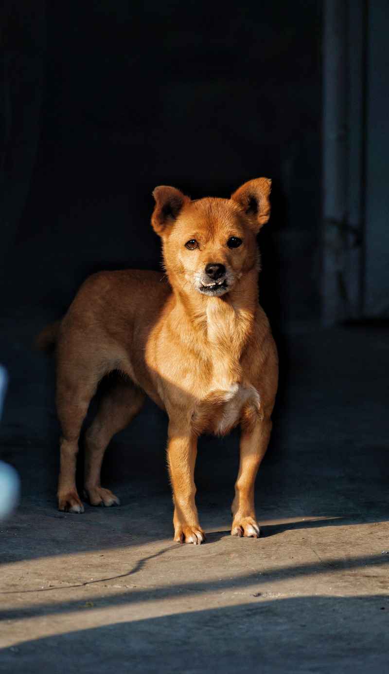 狗