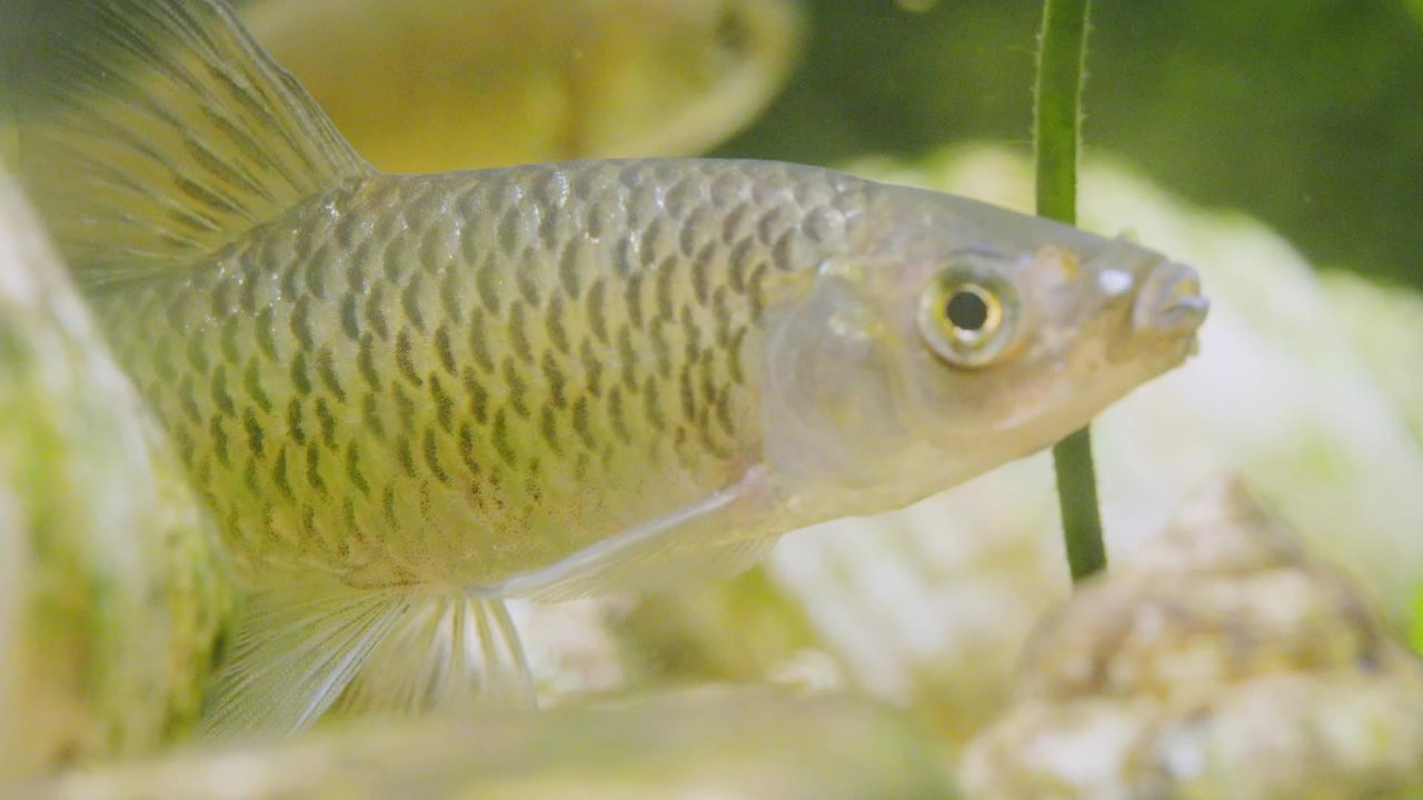 草鱼01