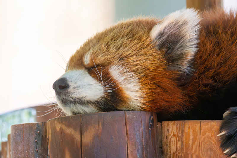 小熊猫