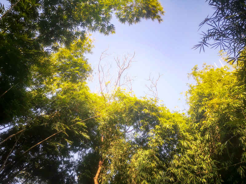 竹林竹叶植物摄影图 