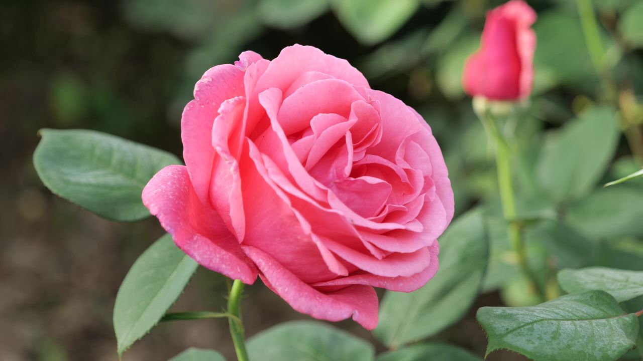 月季花 2