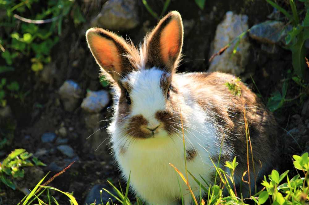 野兔兔复活节动物