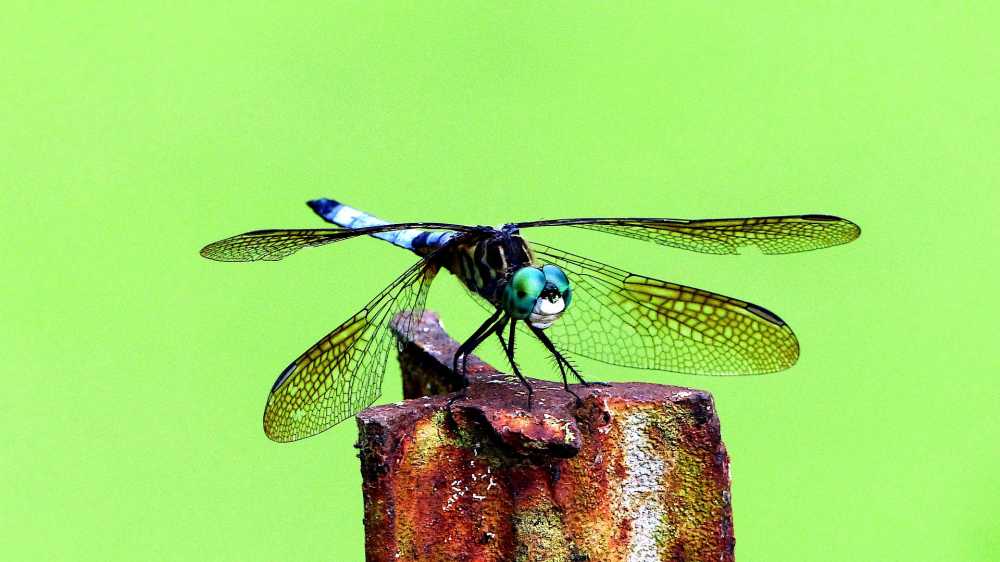 动物昆虫蜻蜓翼