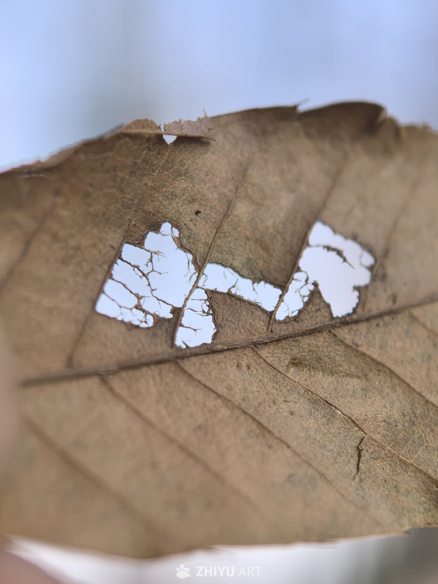 自然世界的奇迹之美