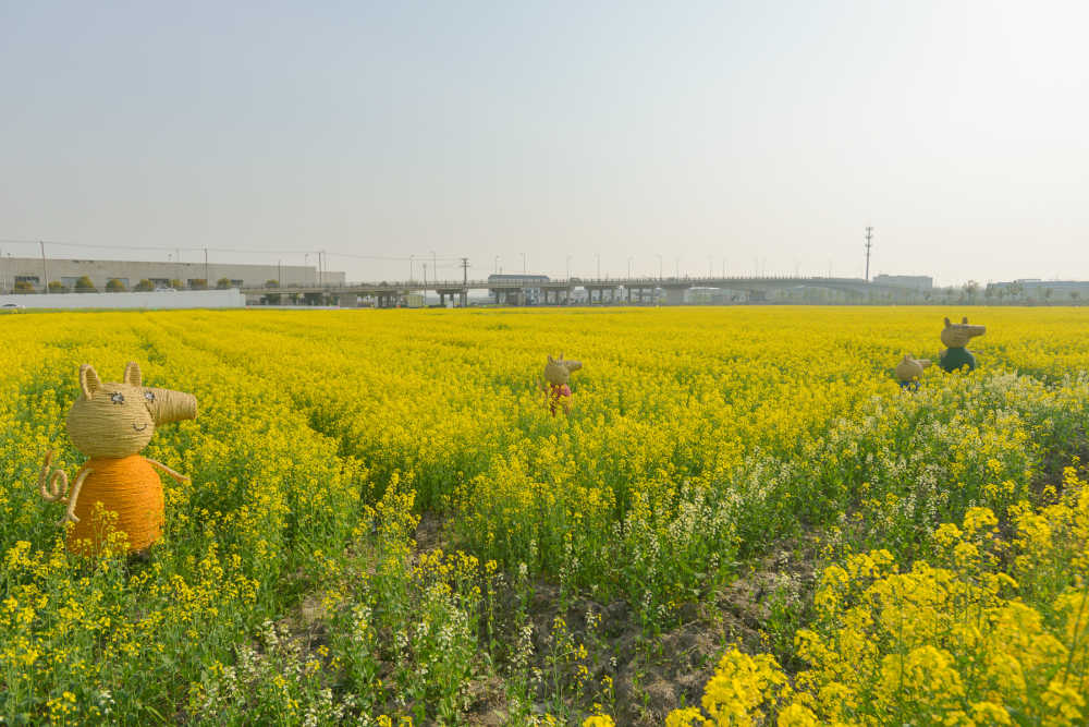 油菜花 7
