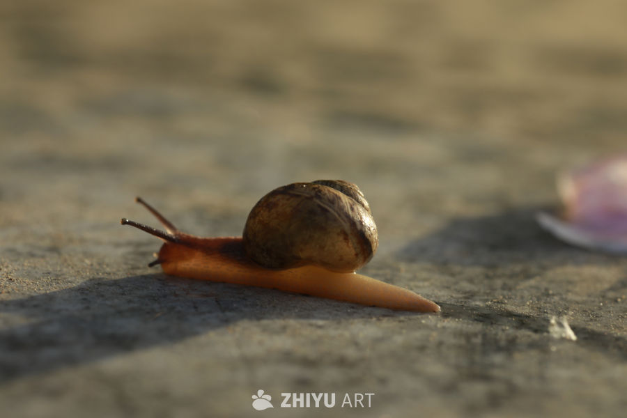 蜗牛的午后时光