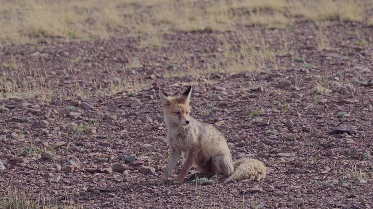 阿里草原上奔跑的野生藏狐狸 4