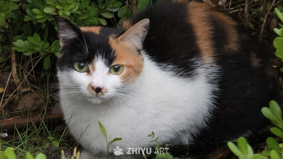 草丛中的三花小猫