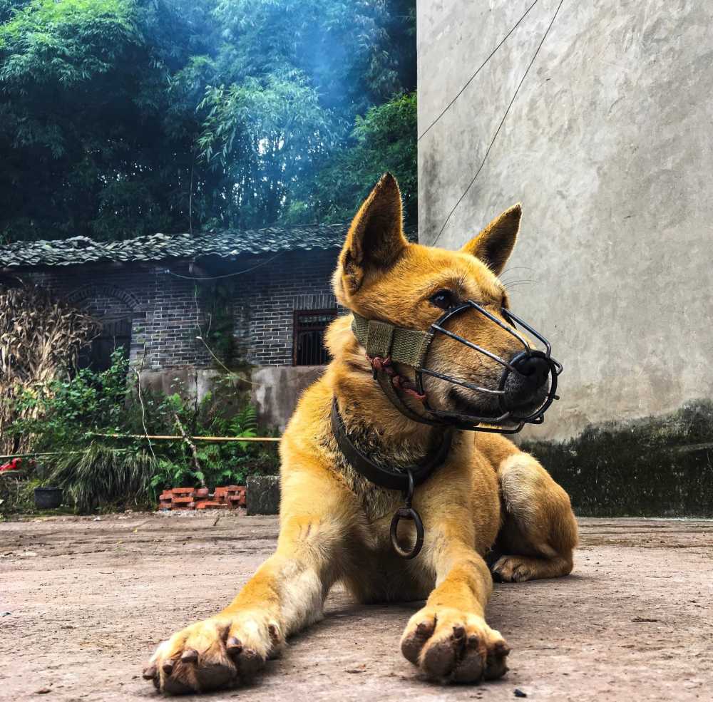 忠诚的小黄狗