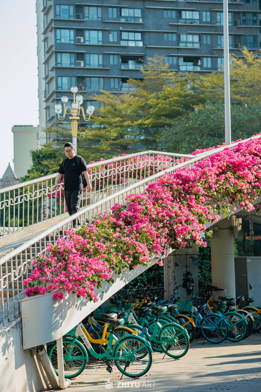春日广州三角梅