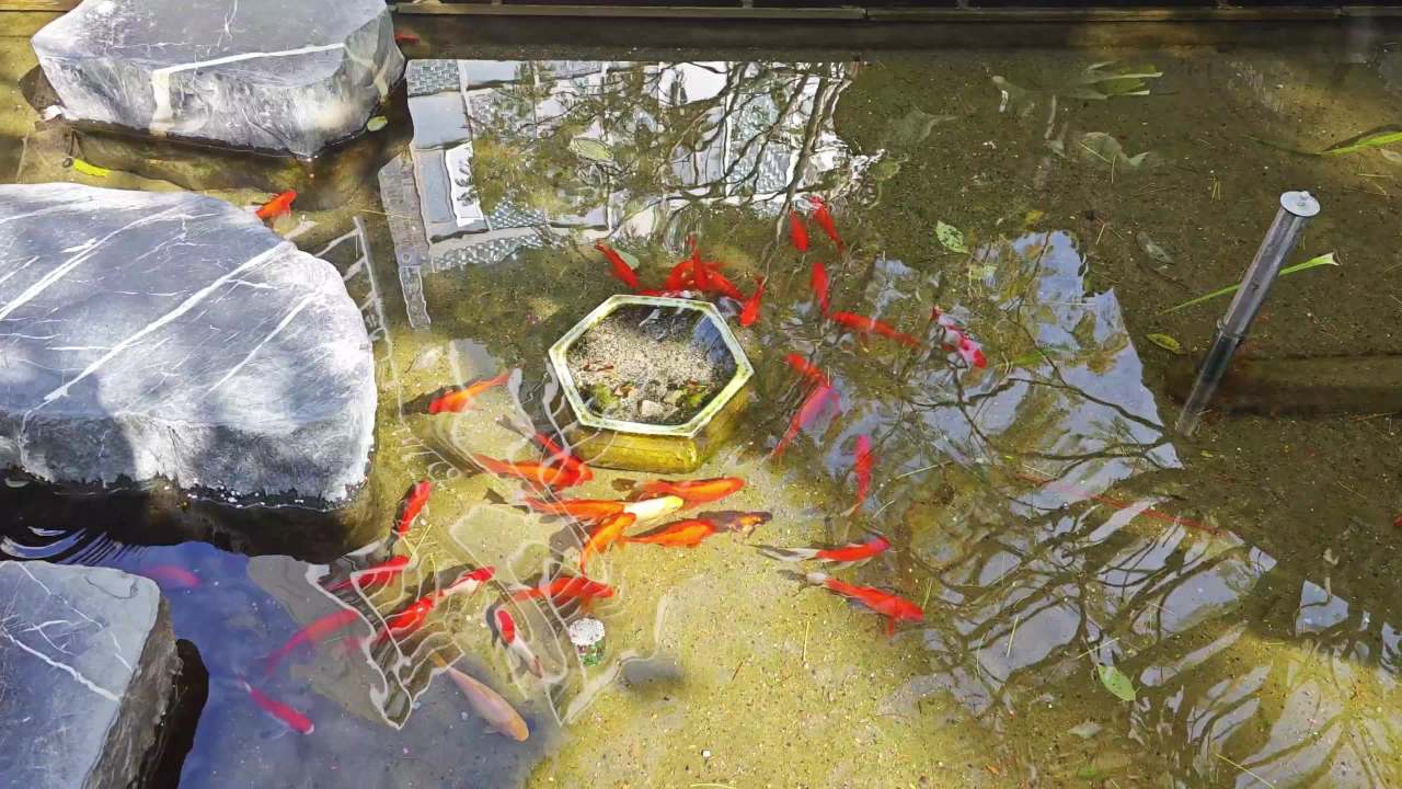 4K清澈水池锦鲤 1