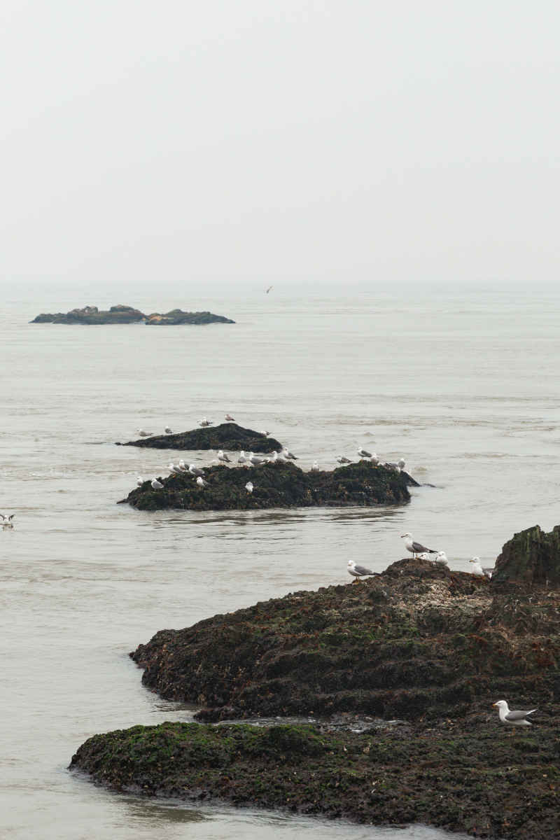 威海海驴岛海鸥 10