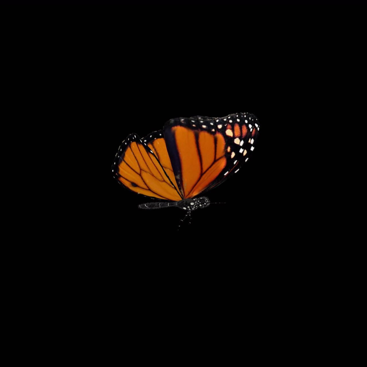 蝴蝶飞舞 带透明通道循环 高清60帧
