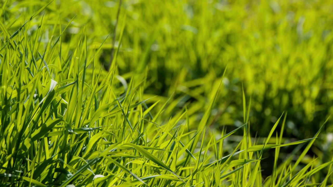 植物树木春天夏天绿油油生机盎然