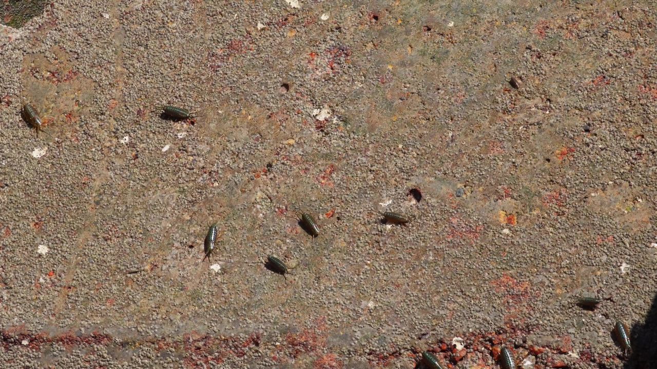 海蟑螂