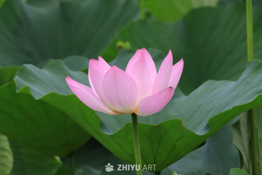 荷花 117