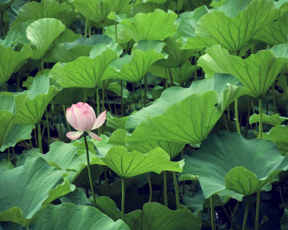 依然夏天