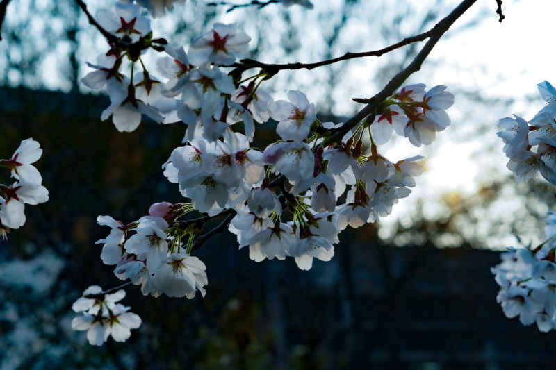 樱花与暖阳