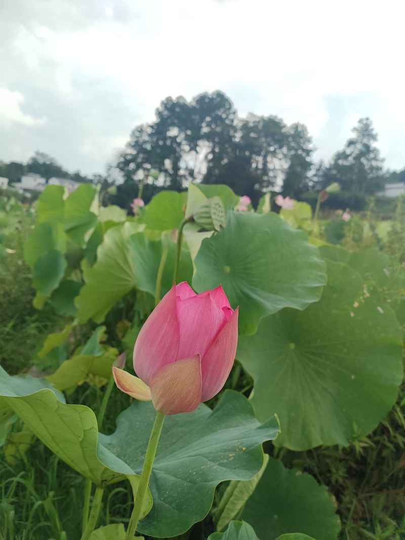 荷香