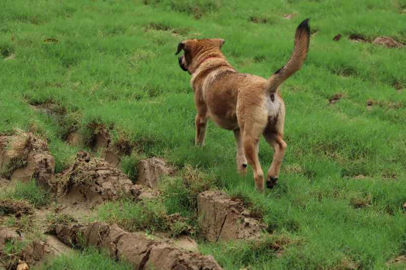 草地奔跑田园犬