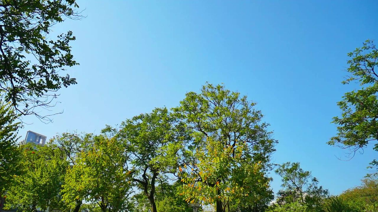 蓝天绿树