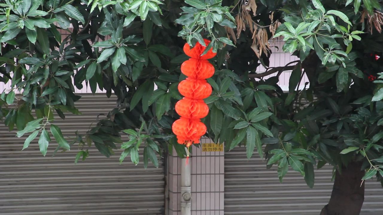 小区芒果树上飘动的红灯笼串