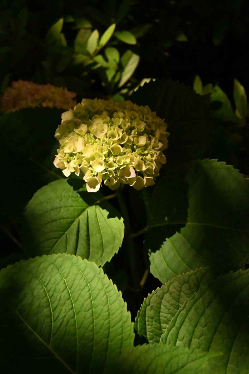 绣球花 12