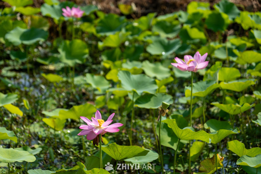 荷花 161