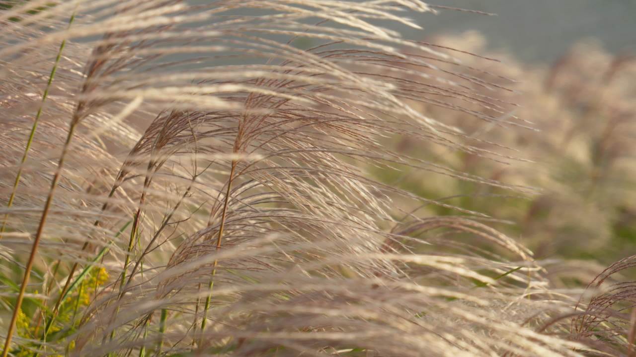 秋天芦苇荻芒菖蒲 18