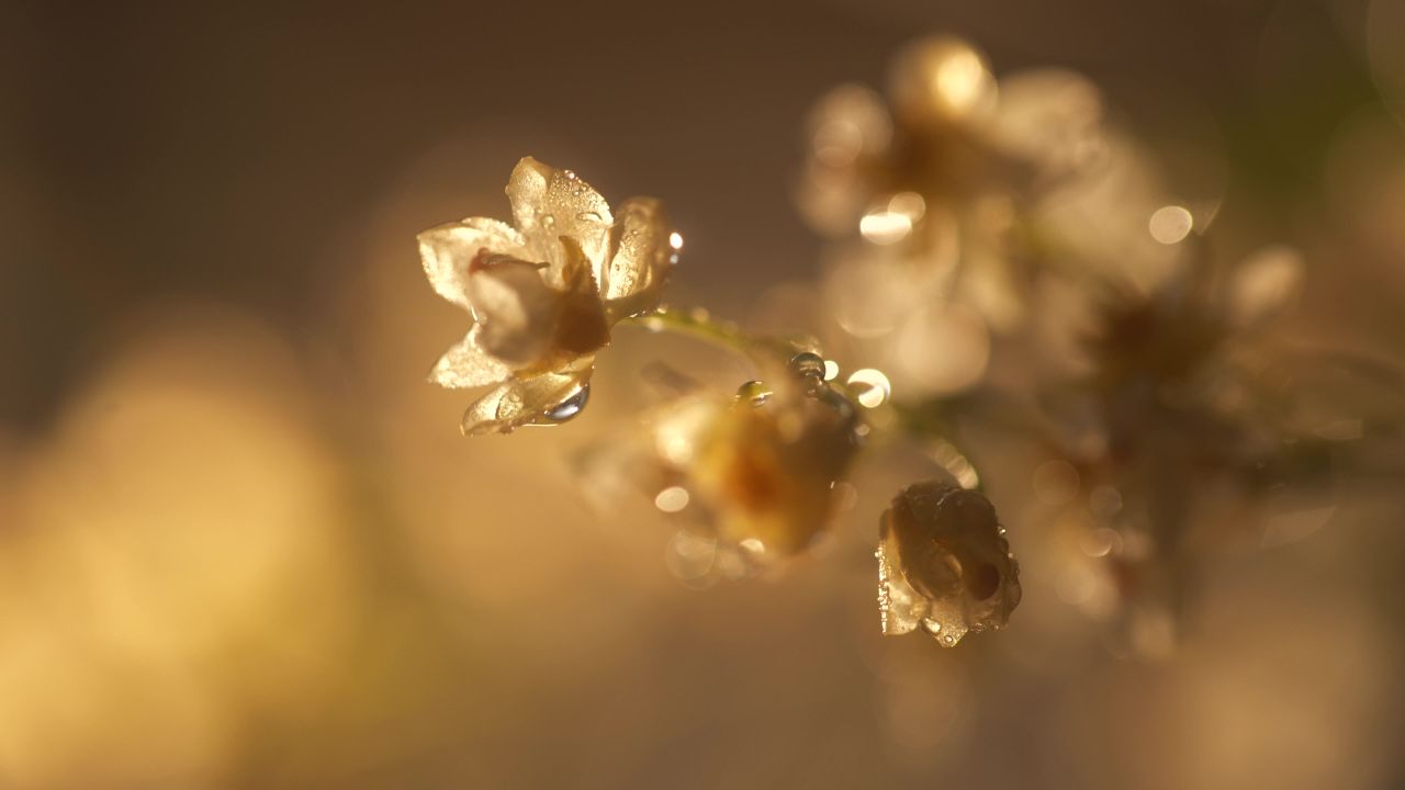 花花空境