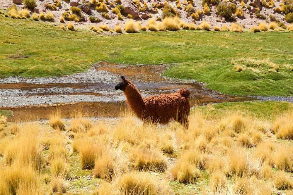 智利羊驼动物世界动物
