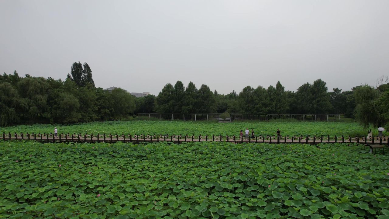 航拍夏日风光荷花荷叶植物镇江白娘子公园 